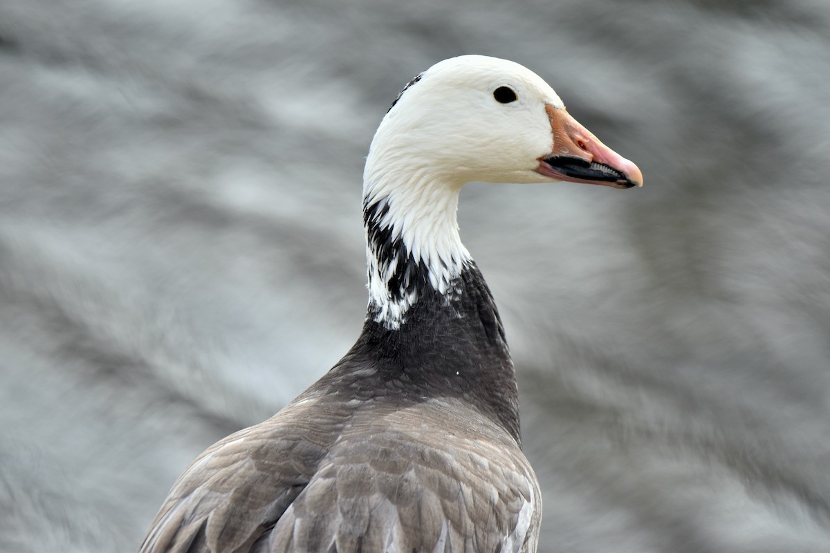 Snow Goose - ML614901887