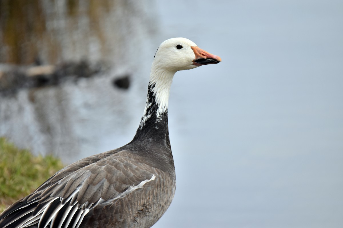 Snow Goose - ML614901888