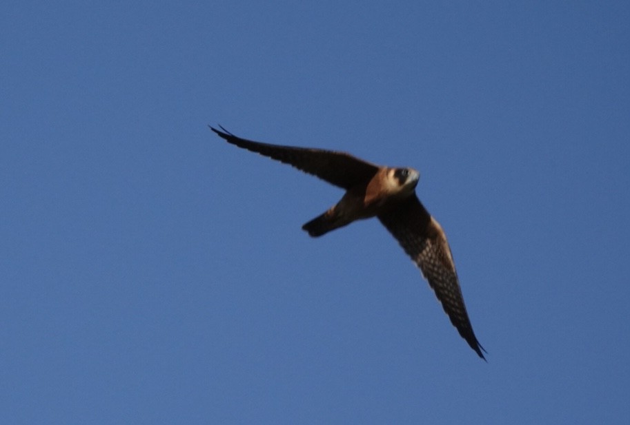 Australian Hobby - ML614901891