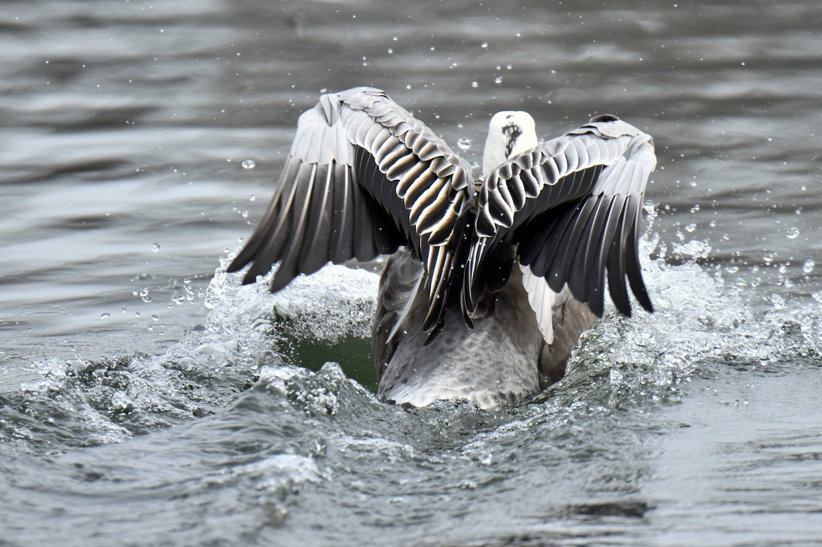 Snow Goose - ML614901905