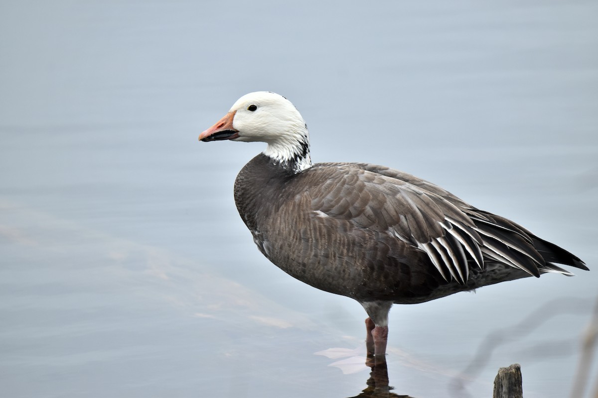 Snow Goose - ML614901925