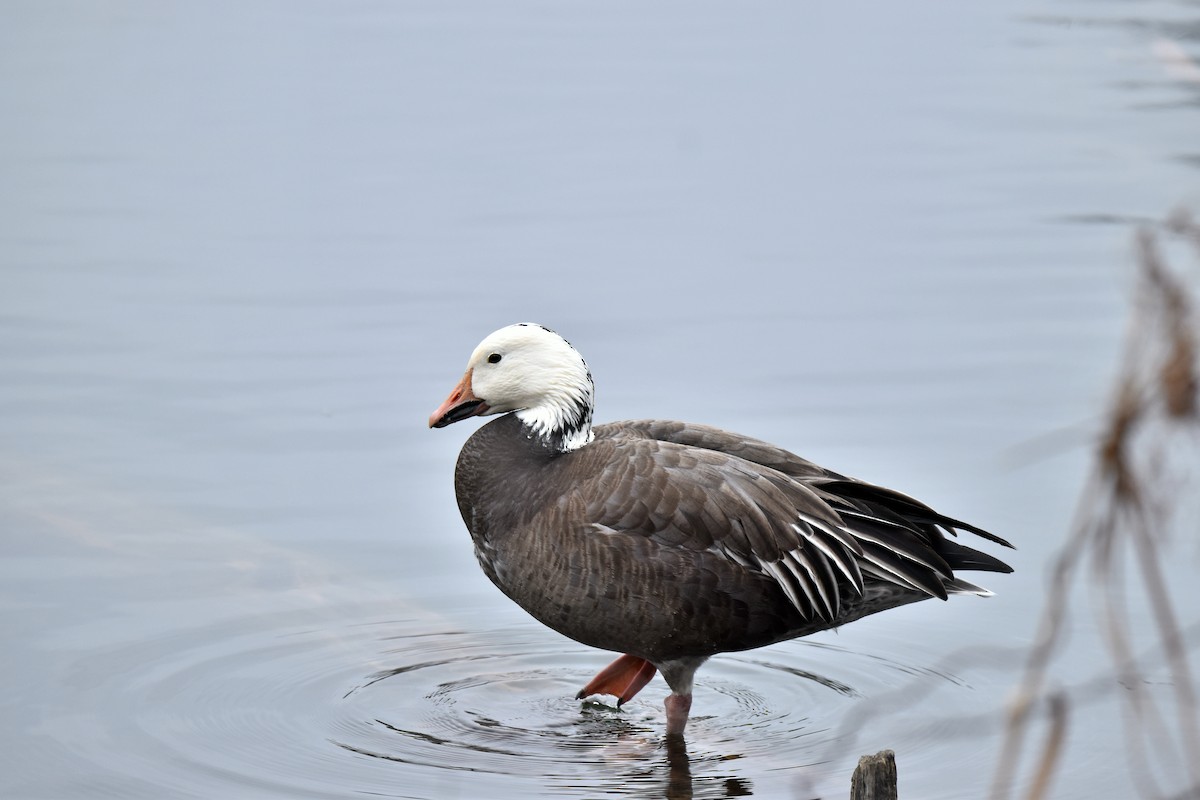 Snow Goose - ML614901926