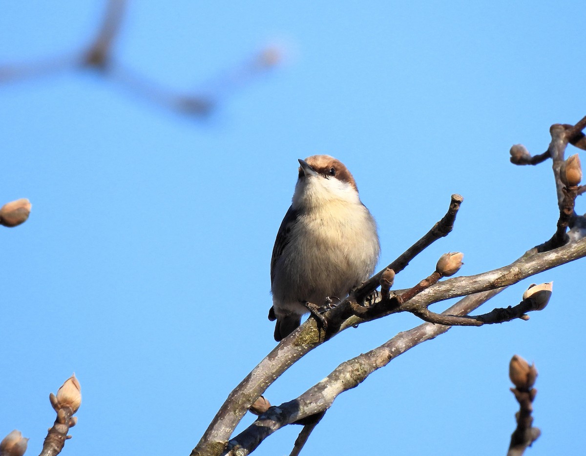 Sittelle à tête brune - ML614901929