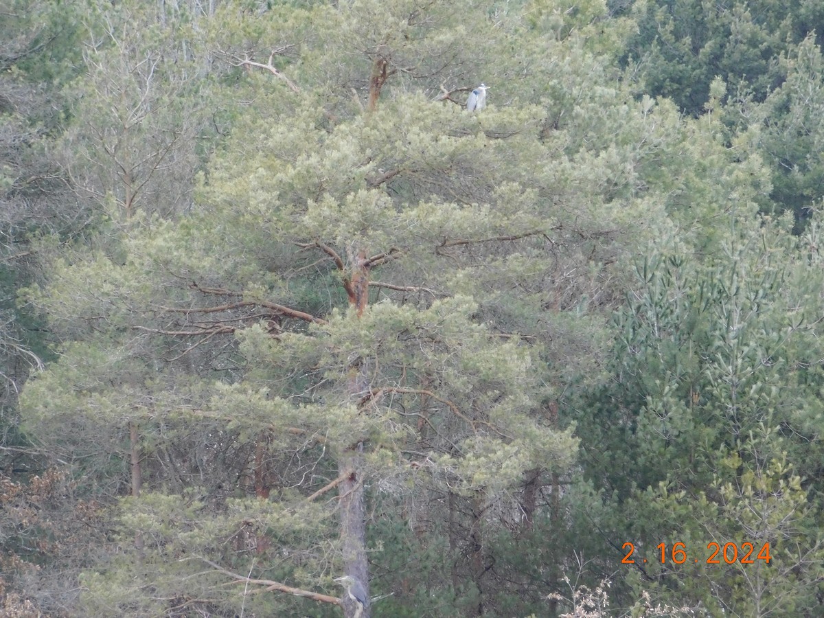 Great Blue Heron - ML614901932