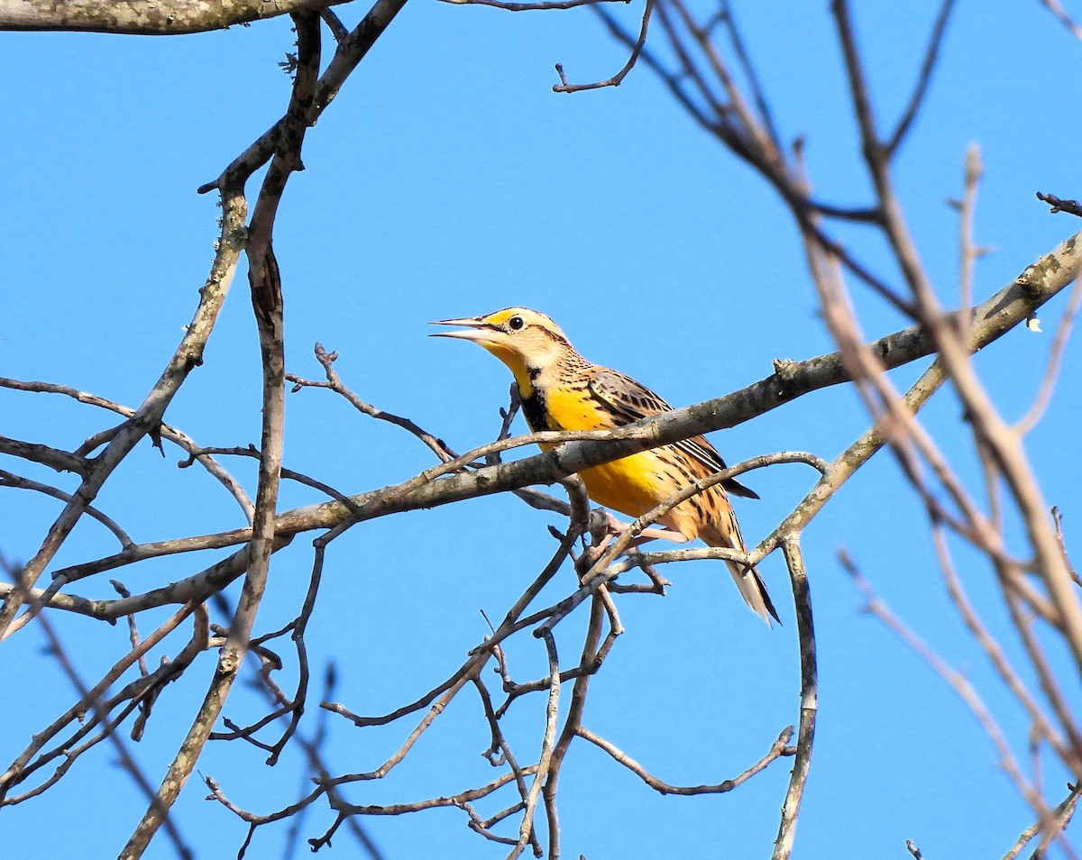 Eastern Meadowlark - ML614901950