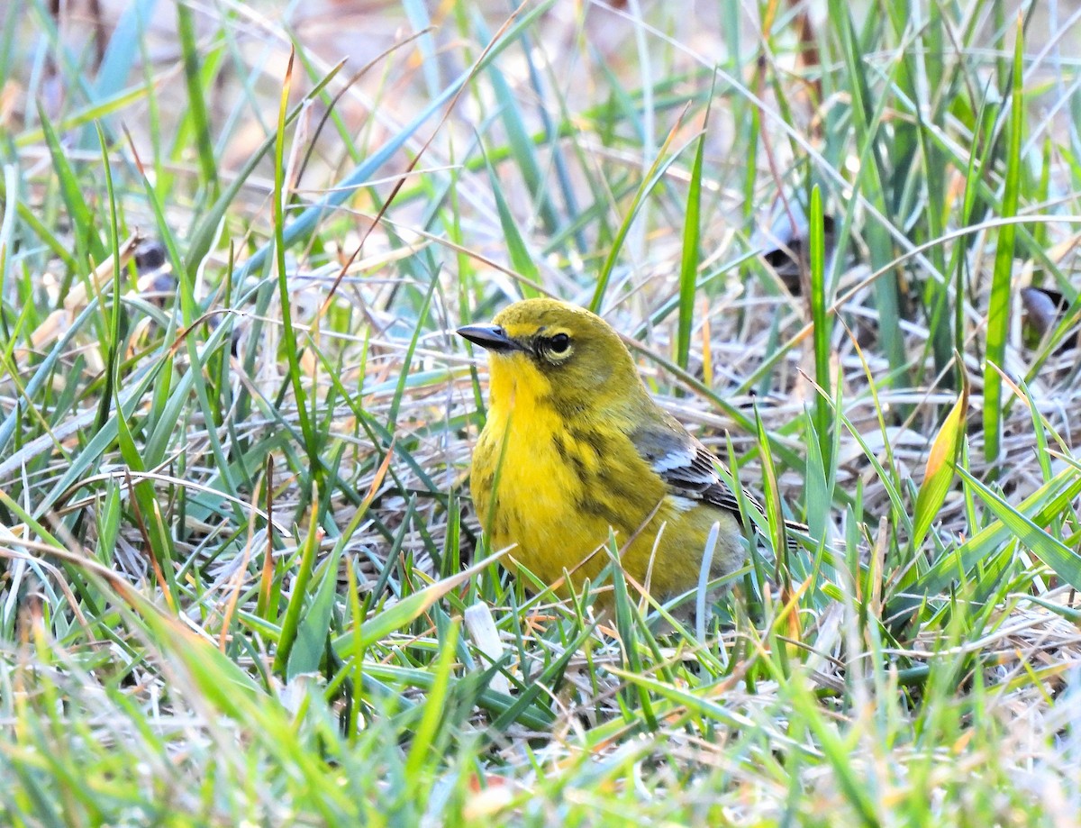 Pine Warbler - Jennifer (and Scott) Martin