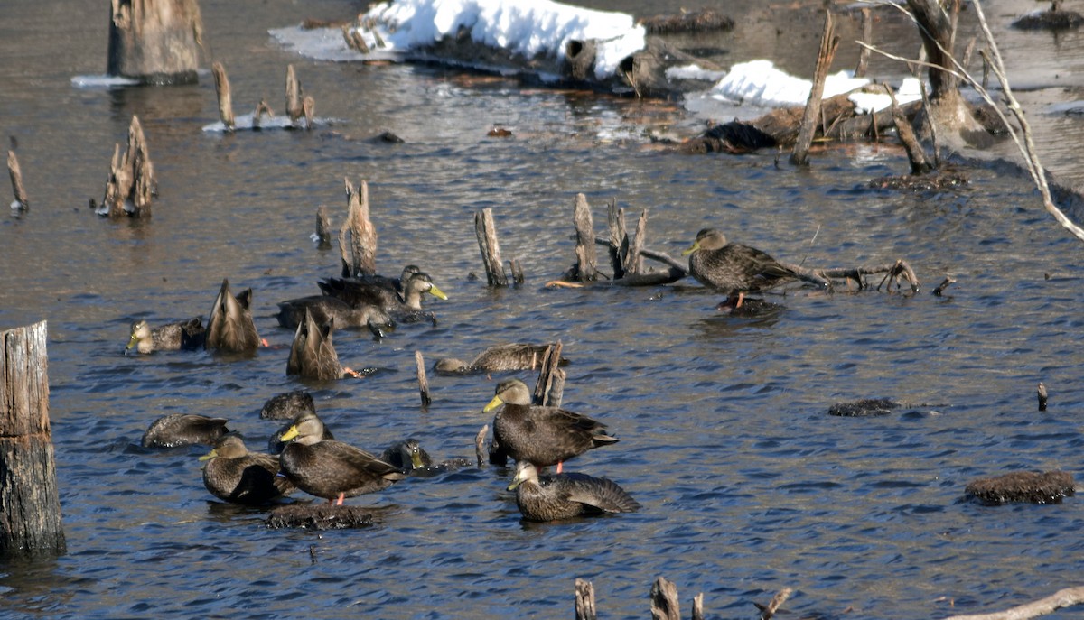 American Black Duck - ML614901990