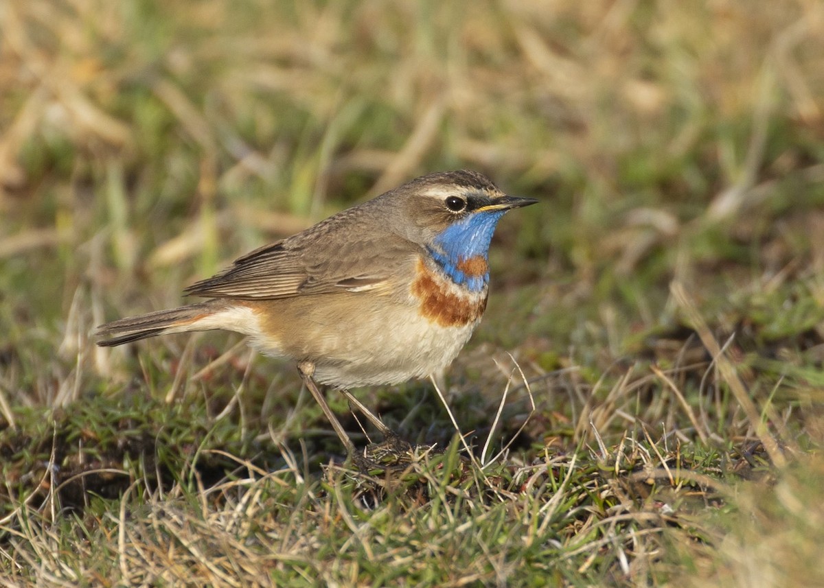 Bluethroat (Red-spotted) - ML614901993