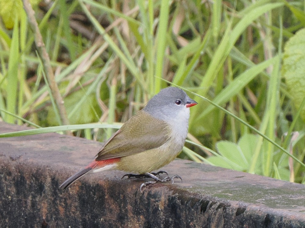 Yellow-bellied Waxbill - ML614901997