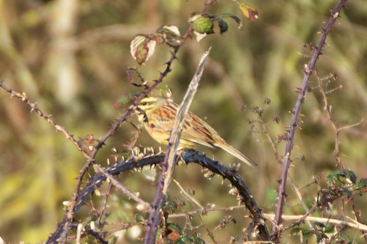 Cirl Bunting - ML614902001