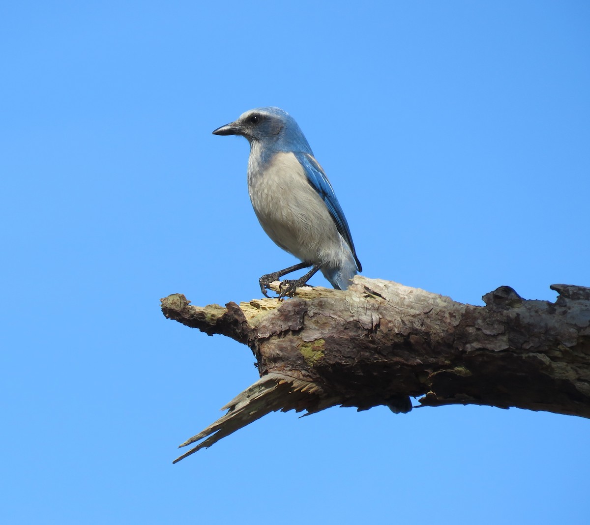 Florida Scrub-Jay - ML614902003