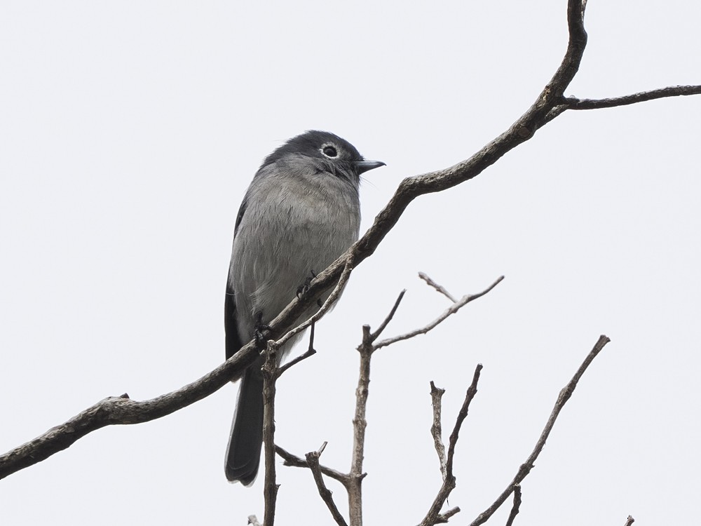 Gözlüklü Drongo Sinekkapanı - ML614902006