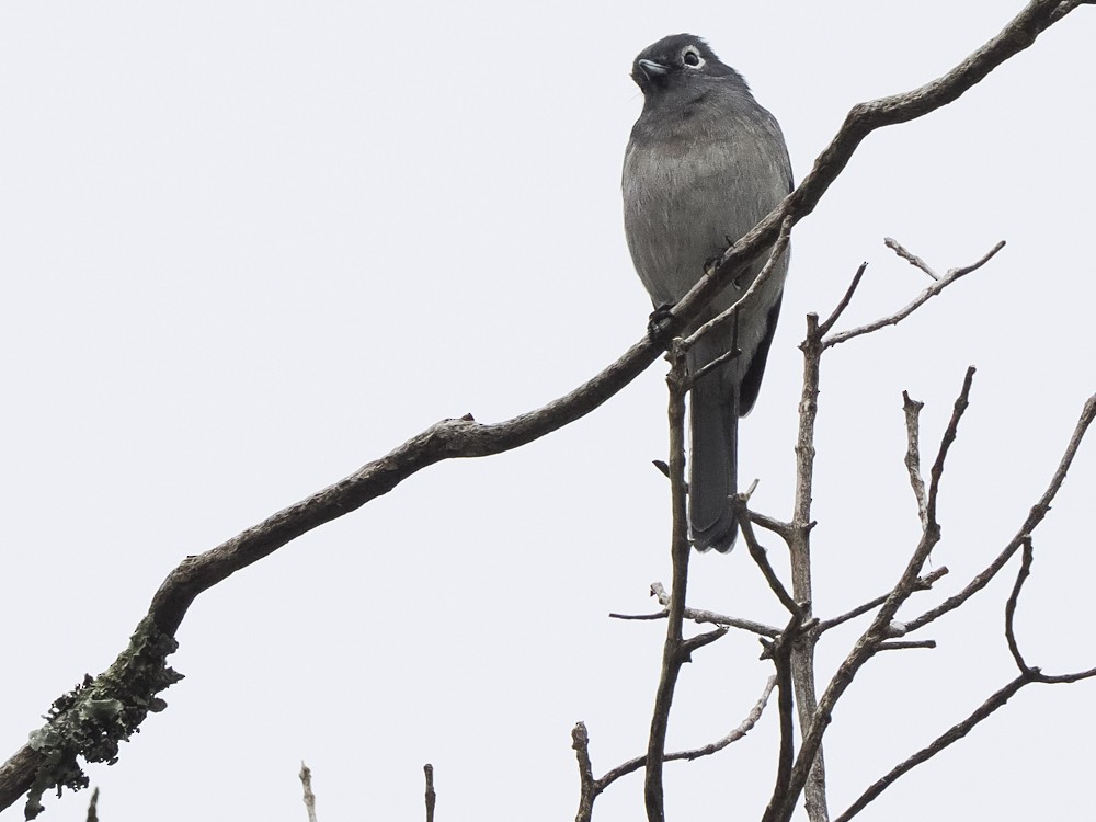 Gözlüklü Drongo Sinekkapanı - ML614902007