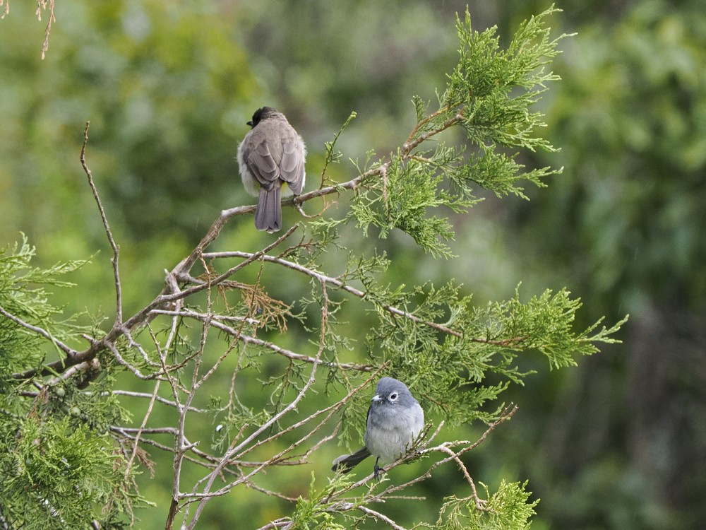 Gözlüklü Drongo Sinekkapanı - ML614902008