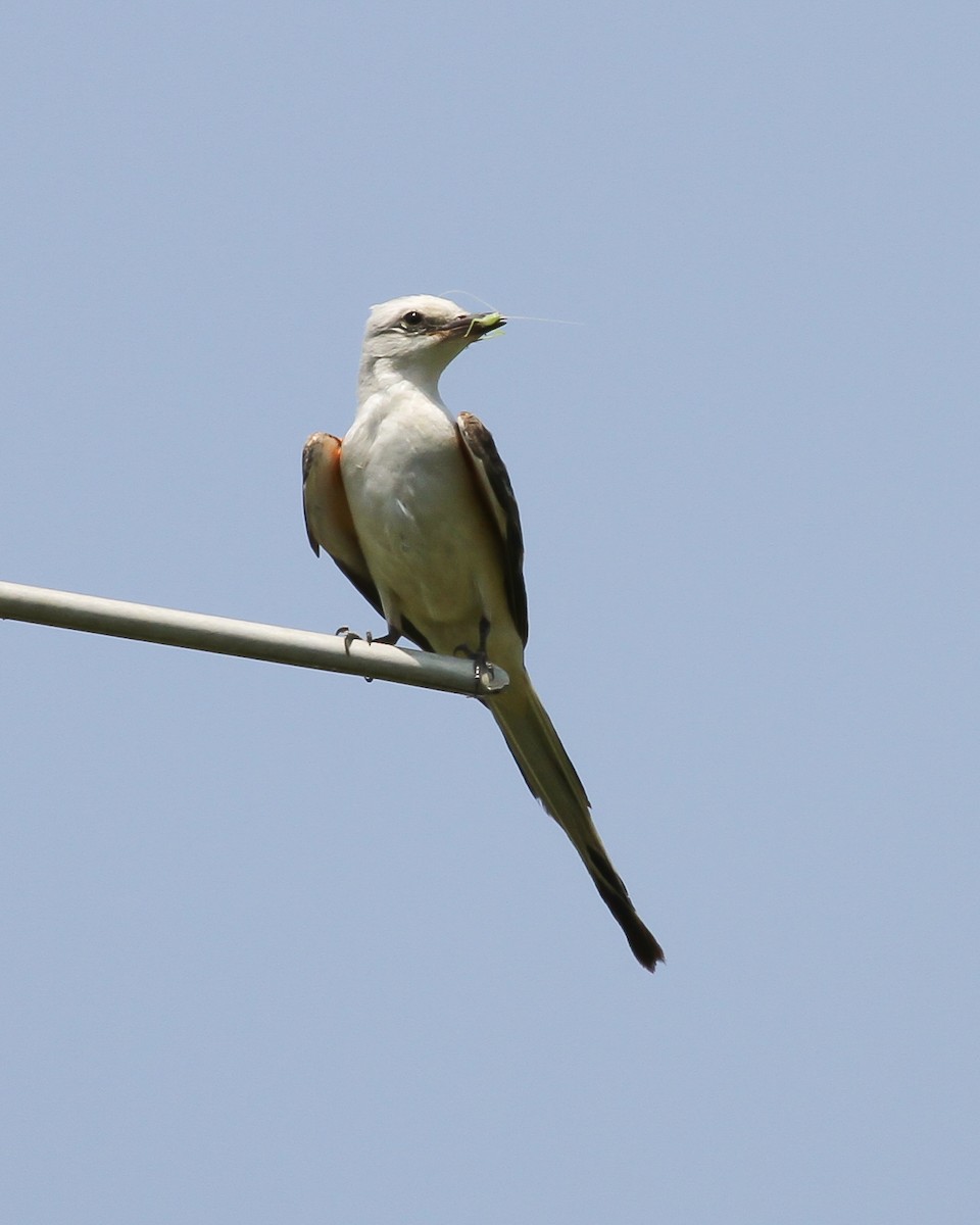 Scissor-tailed Flycatcher - ML614902016