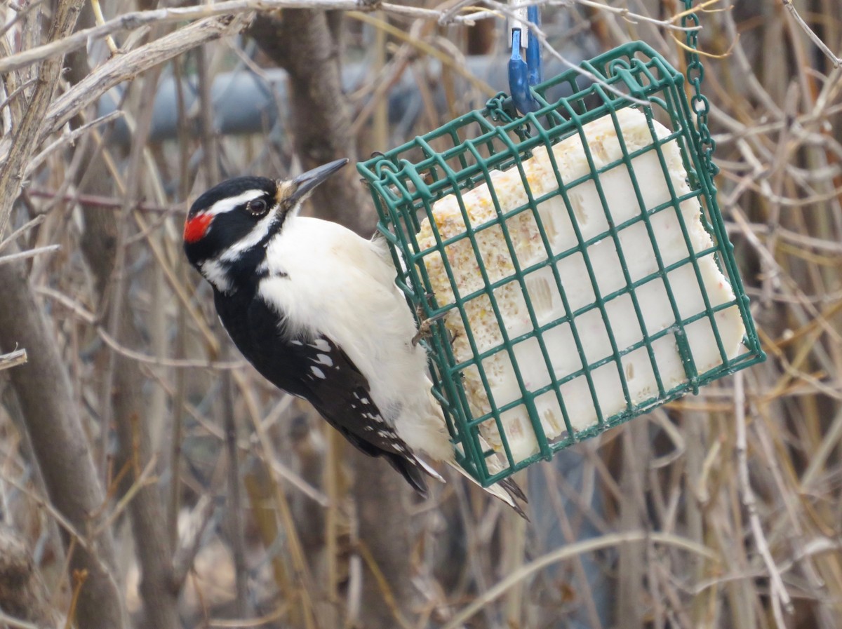 Hairy Woodpecker - ML614902017