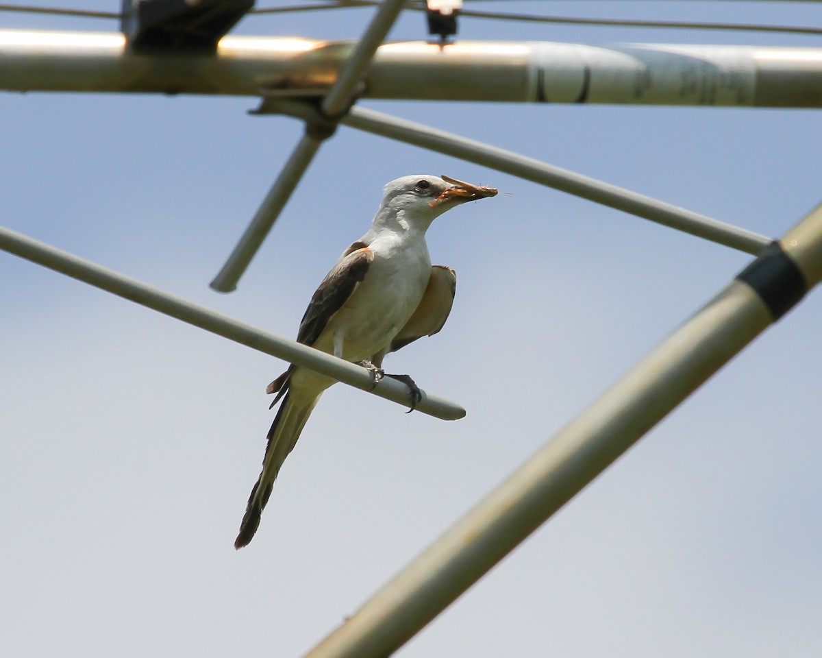 Scissor-tailed Flycatcher - ML614902022