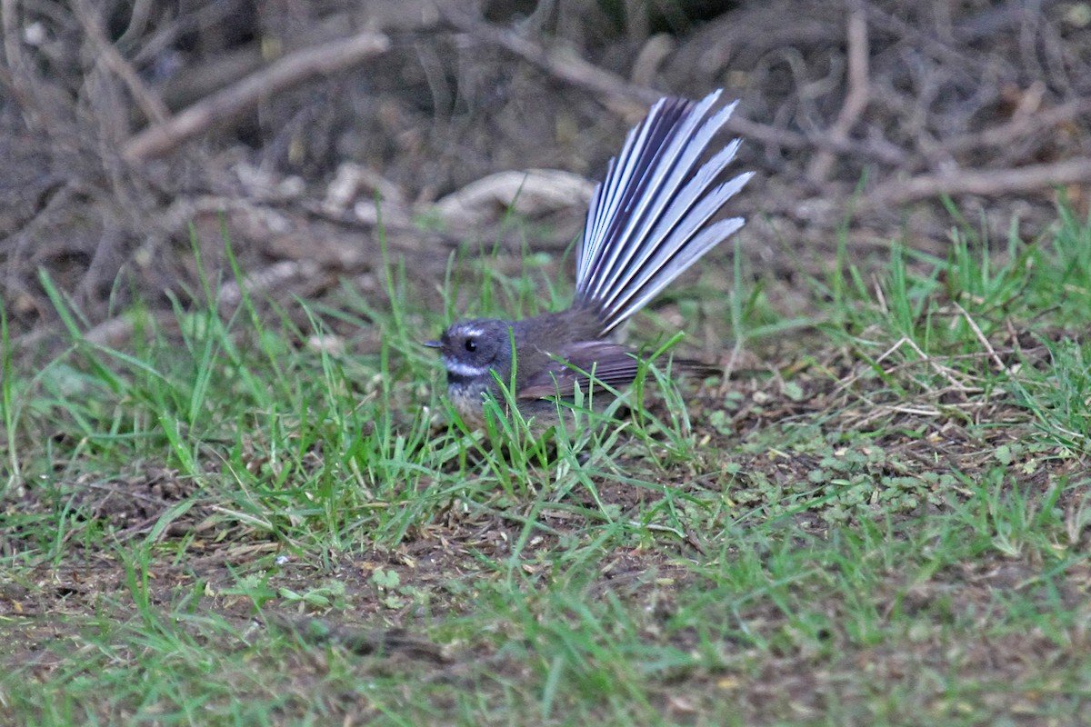 New Zealand Fantail - ML614902027