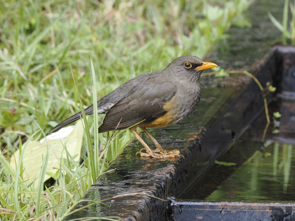 Abyssinian Thrush - ML614902030