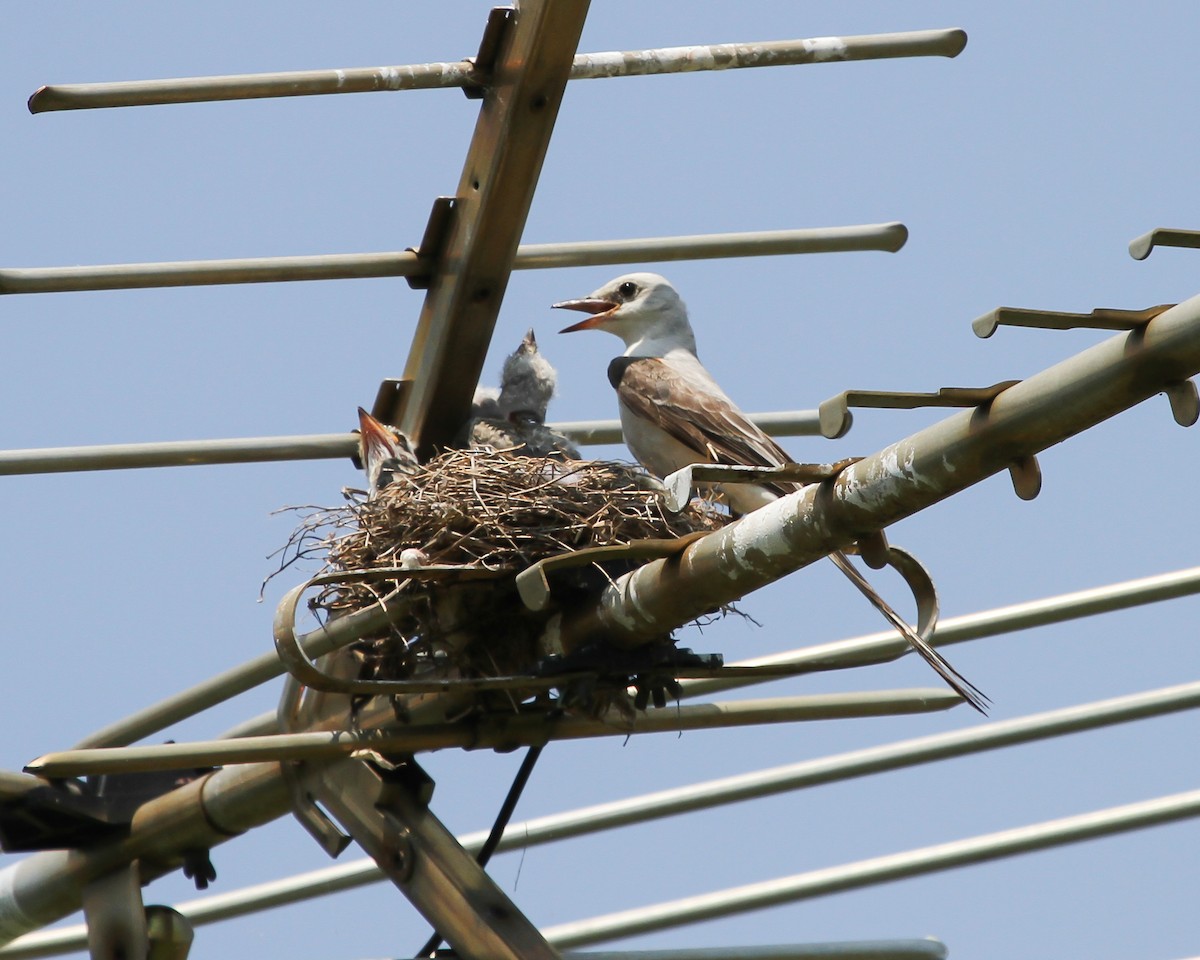 Scissor-tailed Flycatcher - ML614902032