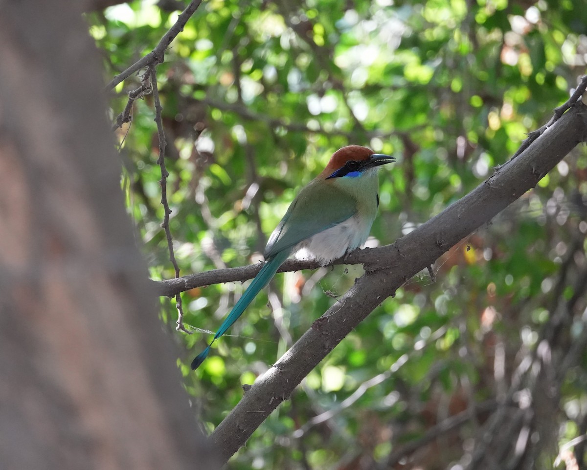 Russet-crowned Motmot - ML614902096