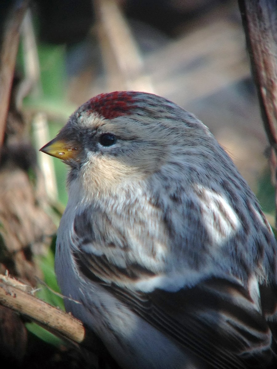 Hoary Redpoll (hornemanni) - ML614902207