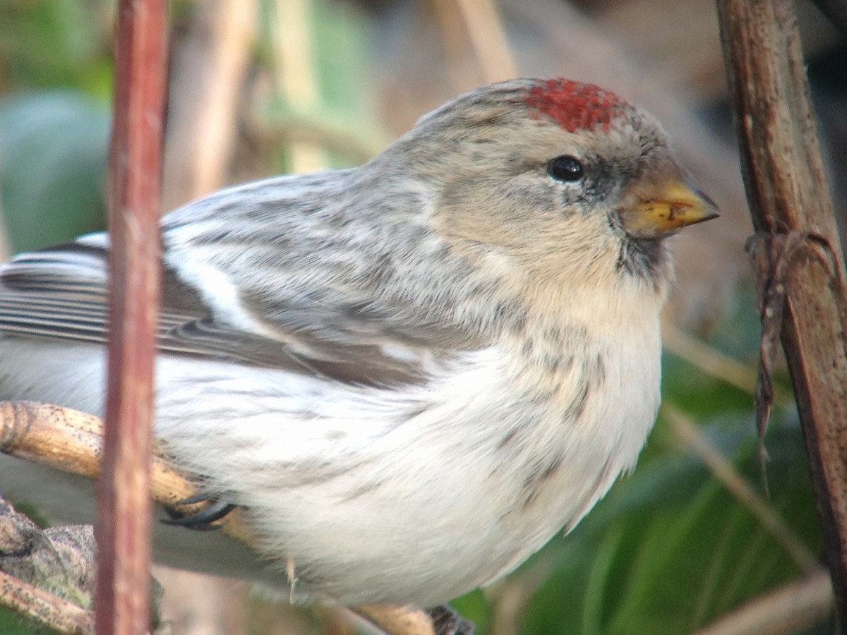 Hoary Redpoll (hornemanni) - ML614902208