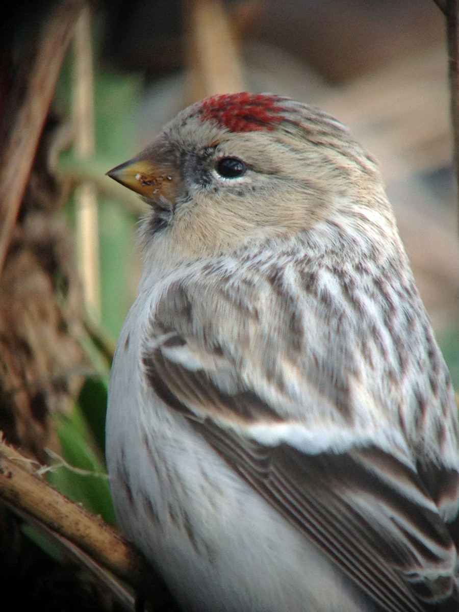 Hoary Redpoll (hornemanni) - David Campbell