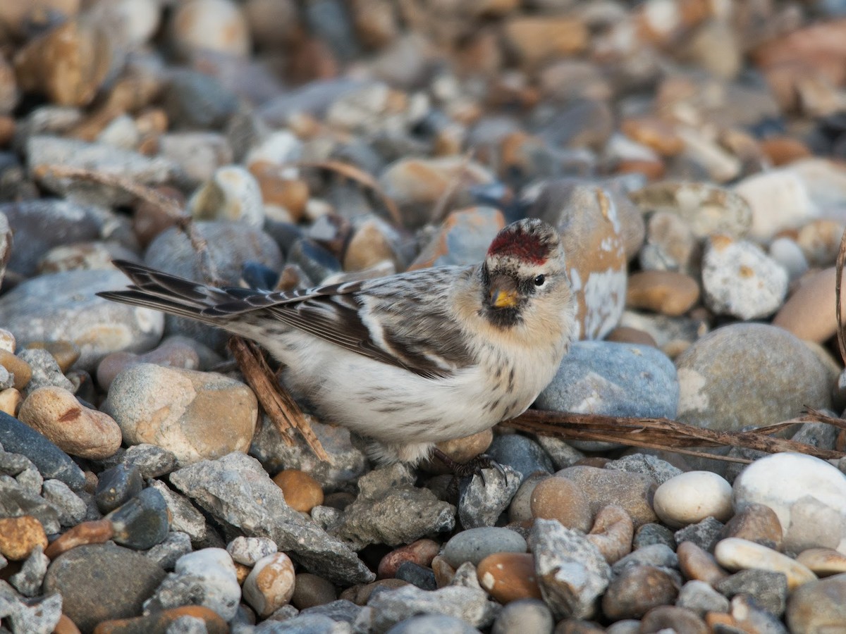 Hoary Redpoll (hornemanni) - ML614902210