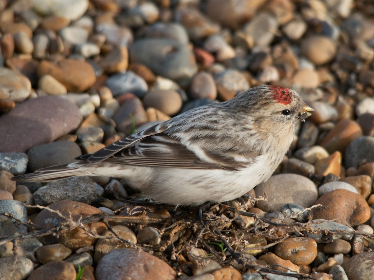 Hoary Redpoll (hornemanni) - ML614902212