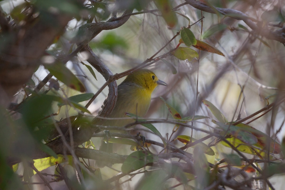 Yellow-headed x Oriente Warbler (hybrid) - ML614902216