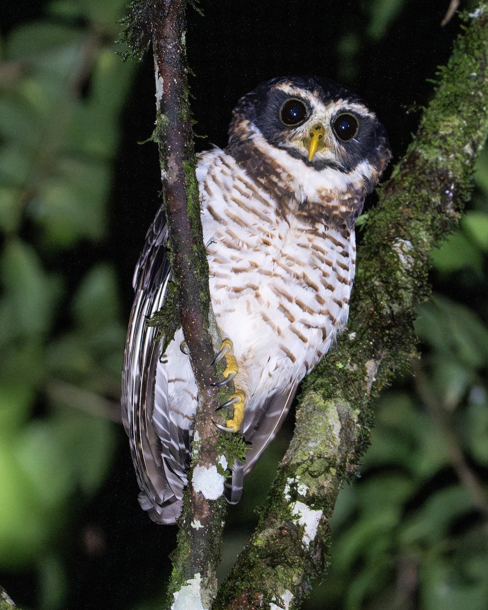 Band-bellied Owl - Patrick Van Thull