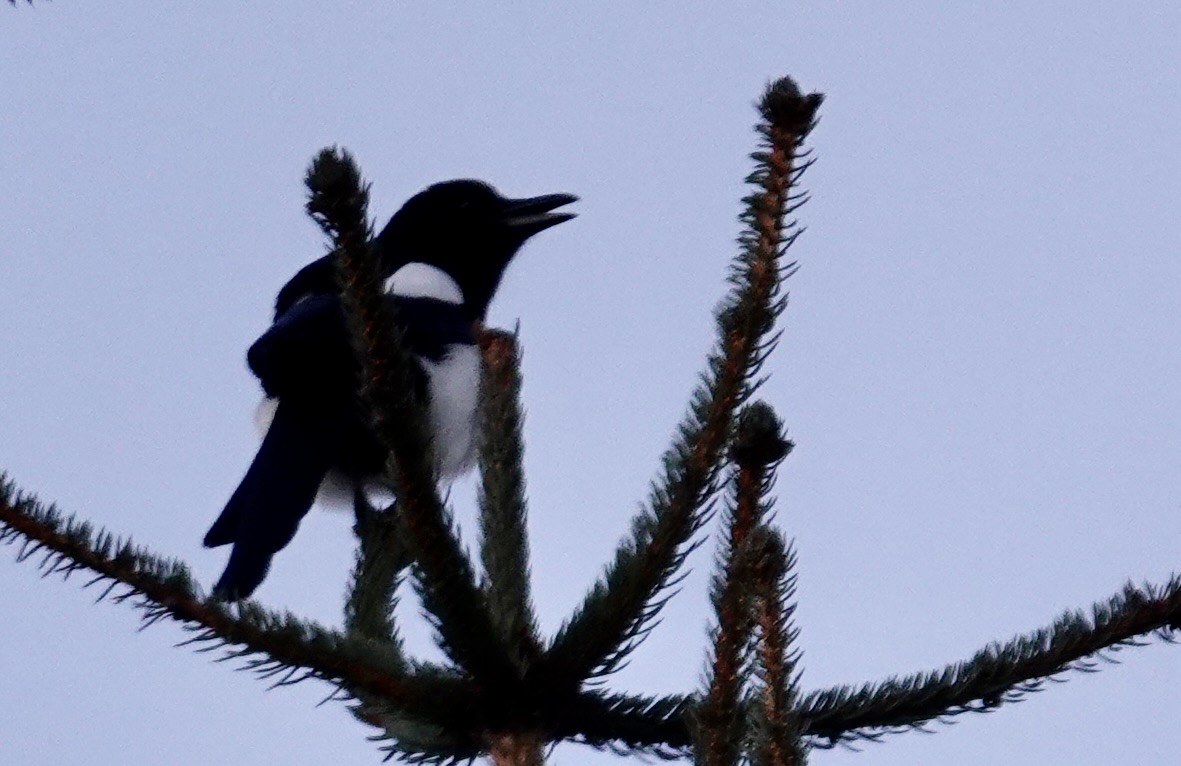 Black-billed Magpie - Helen Unruh