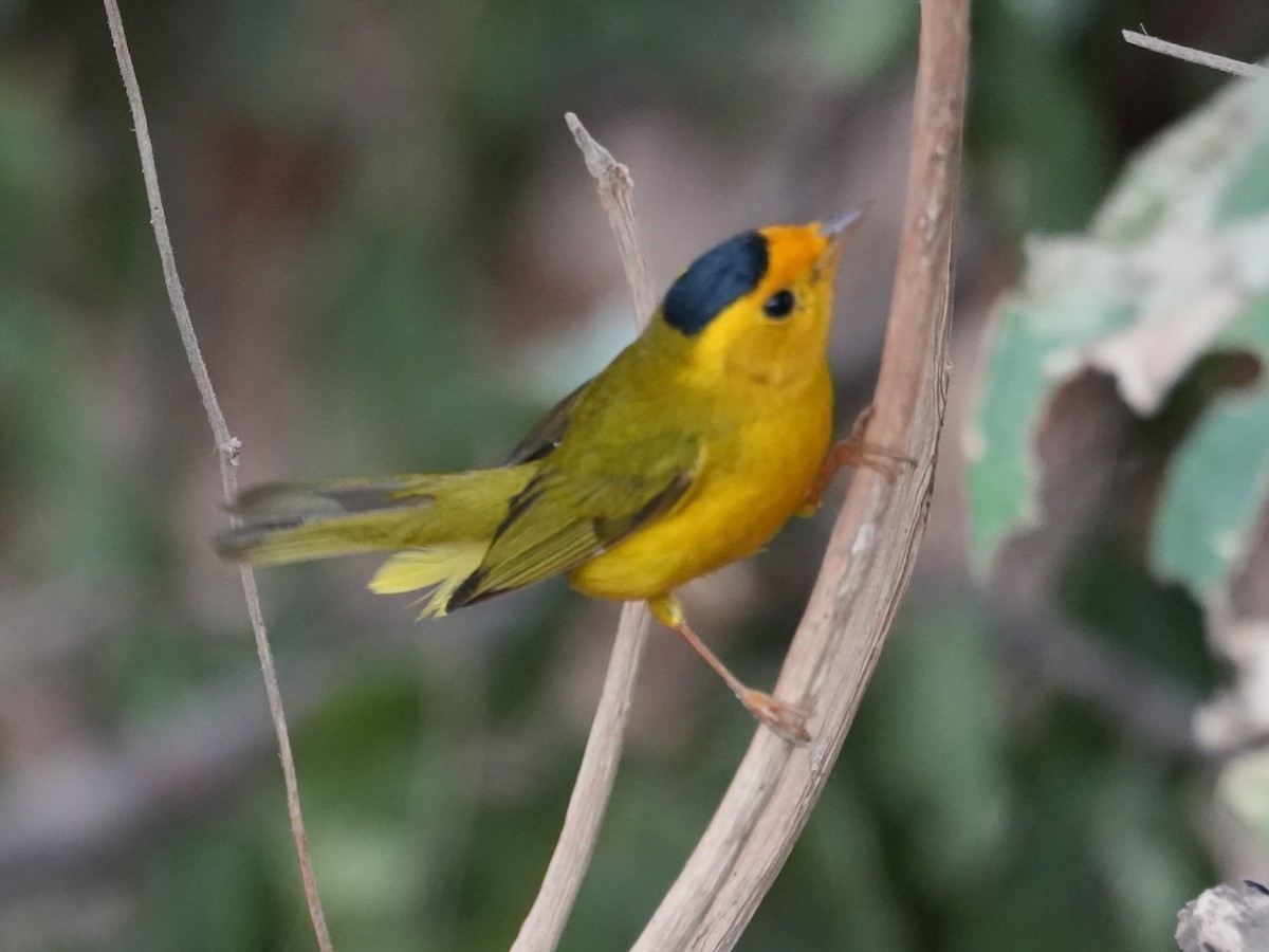 Wilson's Warbler - ML614902269