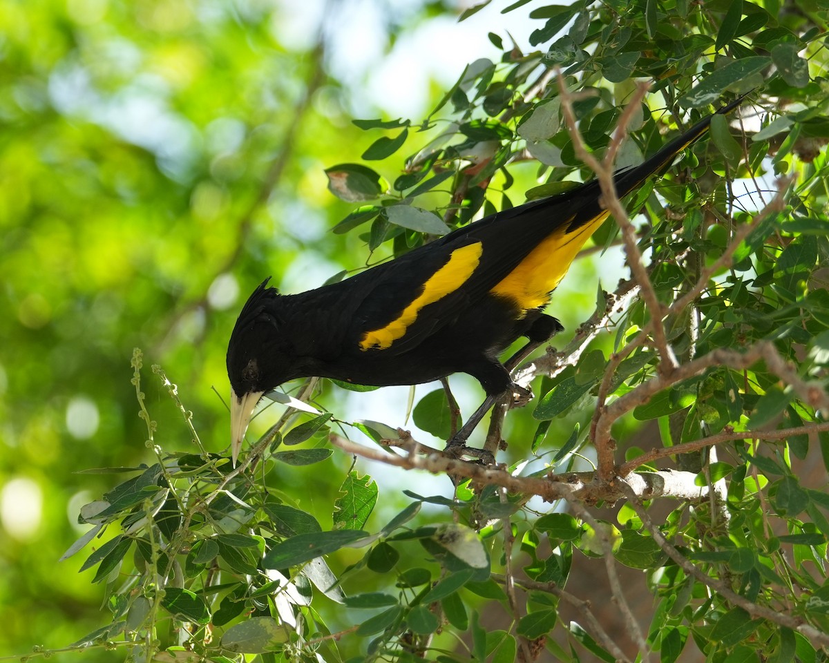 Yellow-winged Cacique - ML614902313