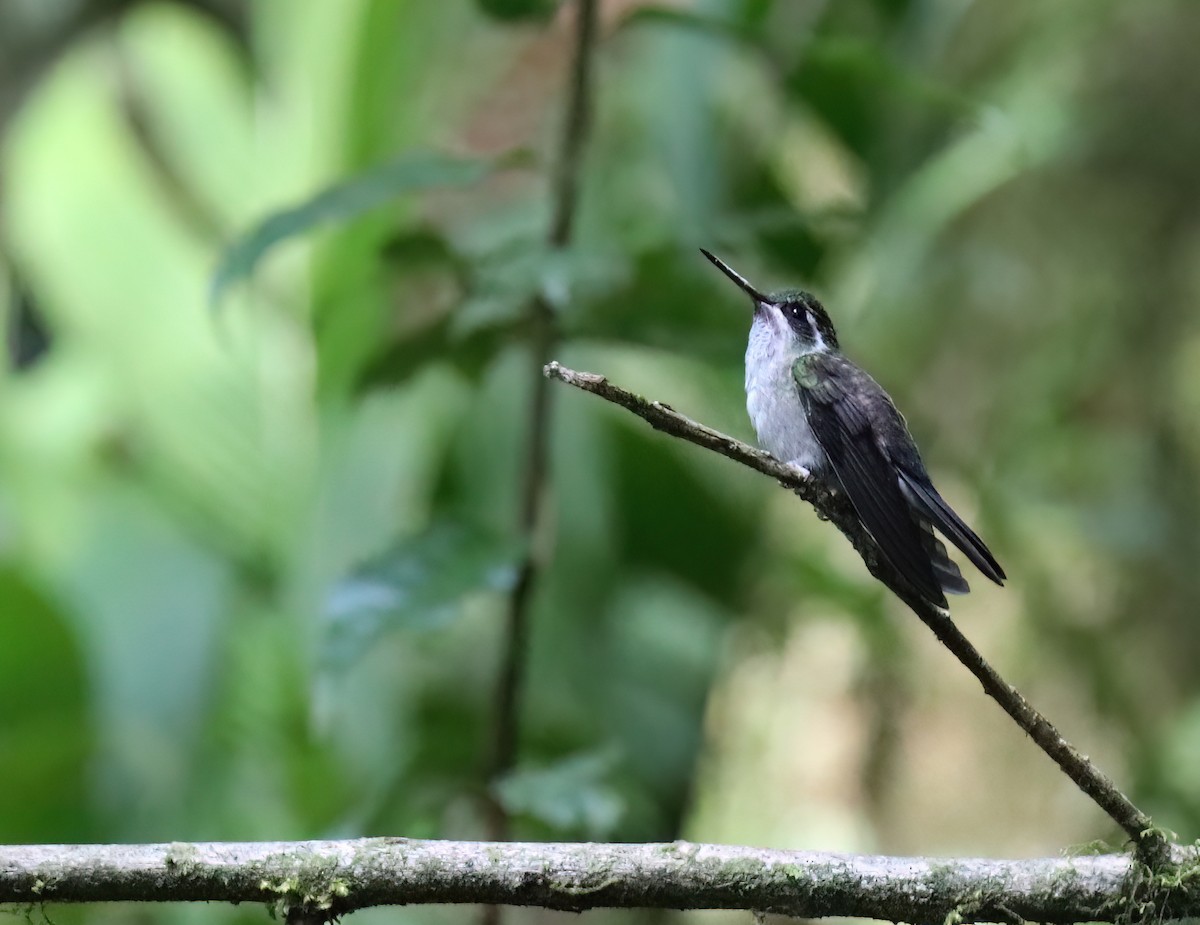 kolibřík salvadorský - ML614902319