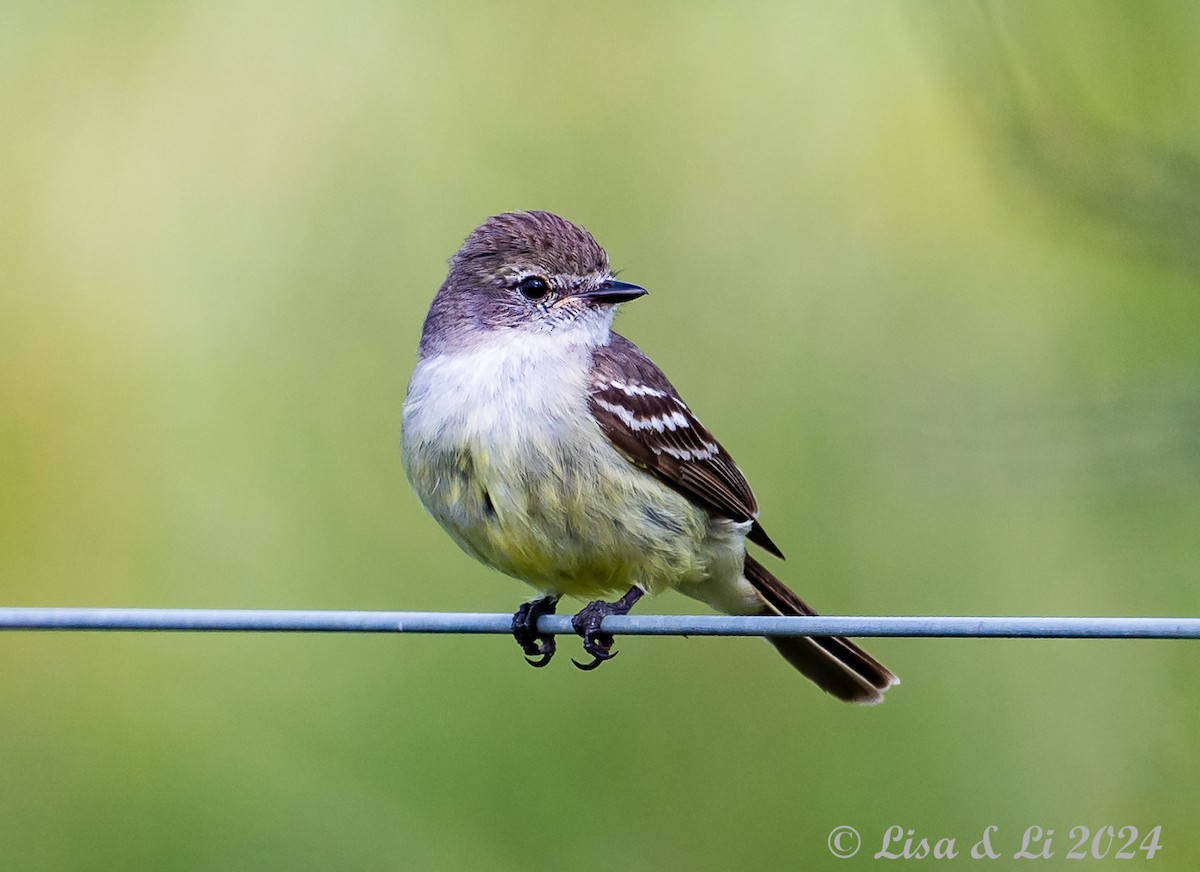 Southern Scrub-Flycatcher - ML614902322