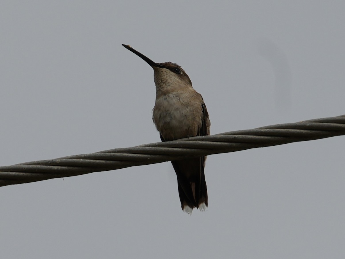 Black-chinned Hummingbird - ML614902344