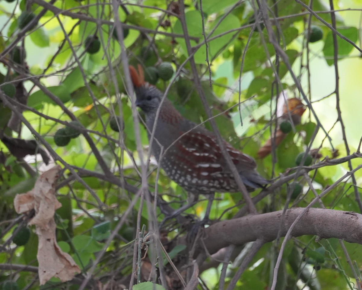 Elegant Quail - ML614902349