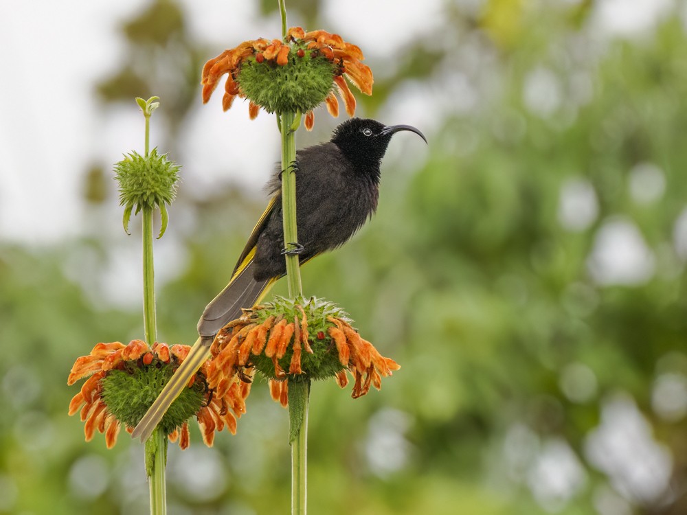 Golden-winged Sunbird - ML614902360