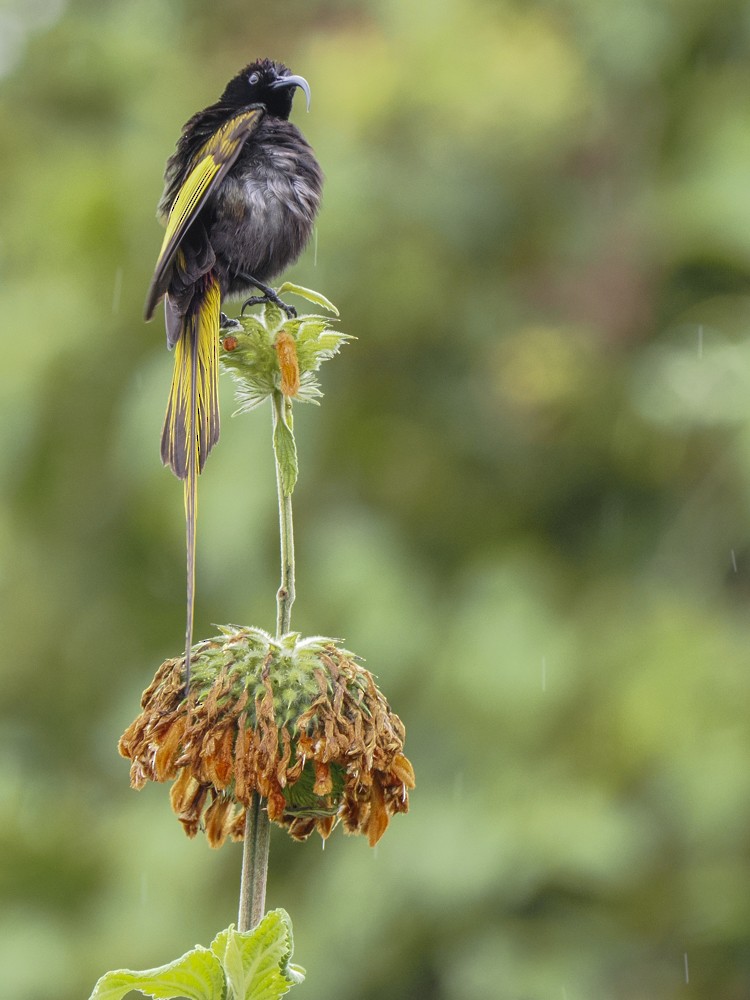 Golden-winged Sunbird - ML614902361