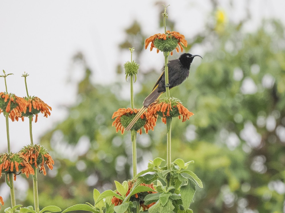 Golden-winged Sunbird - ML614902362