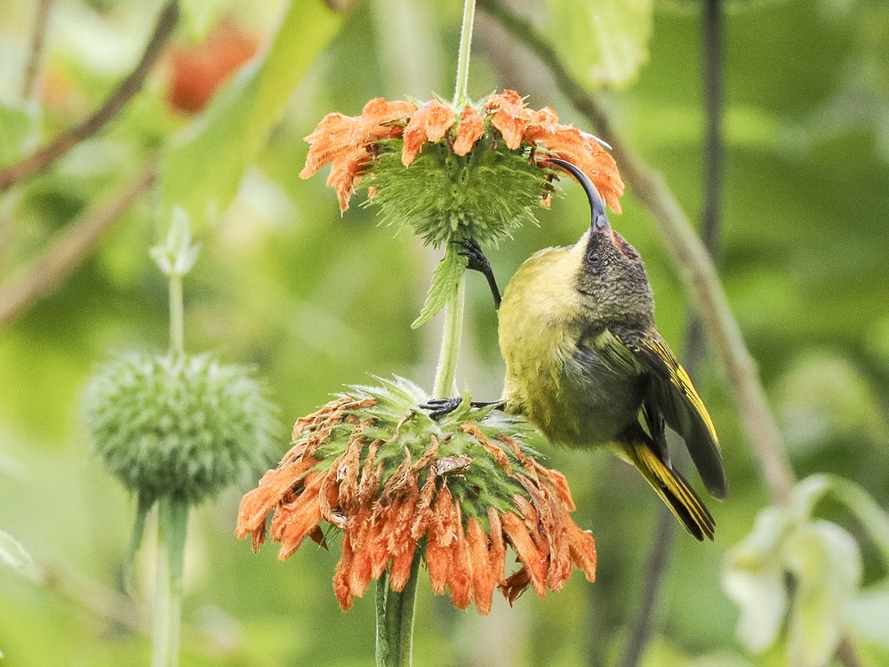 Golden-winged Sunbird - ML614902364