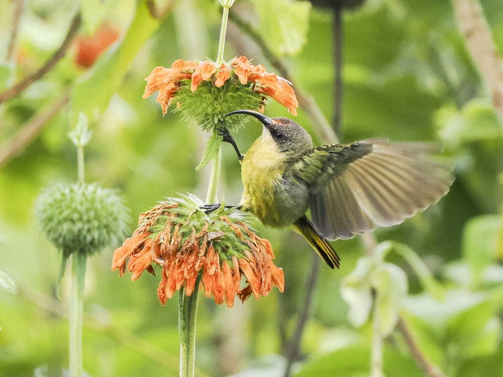 Golden-winged Sunbird - Eleanor H Sarren