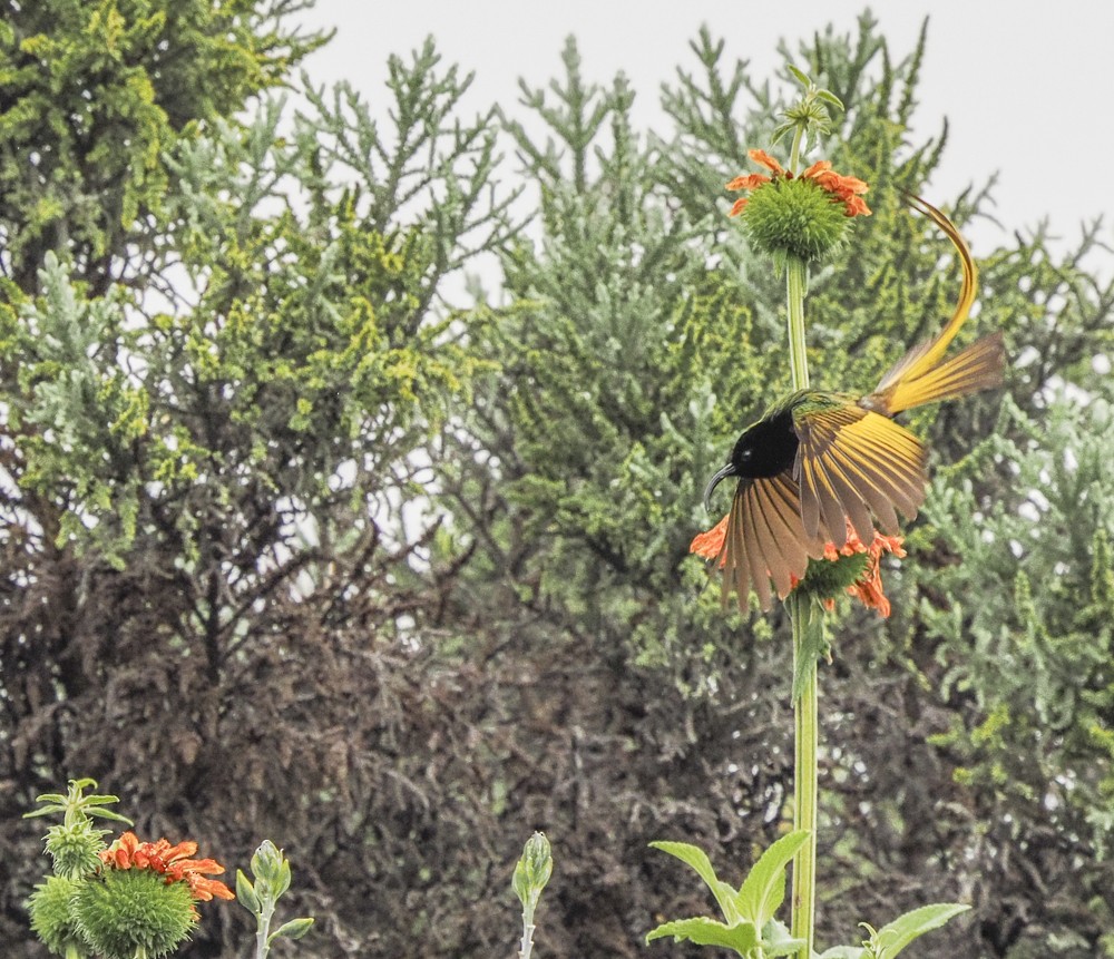 Golden-winged Sunbird - ML614902367