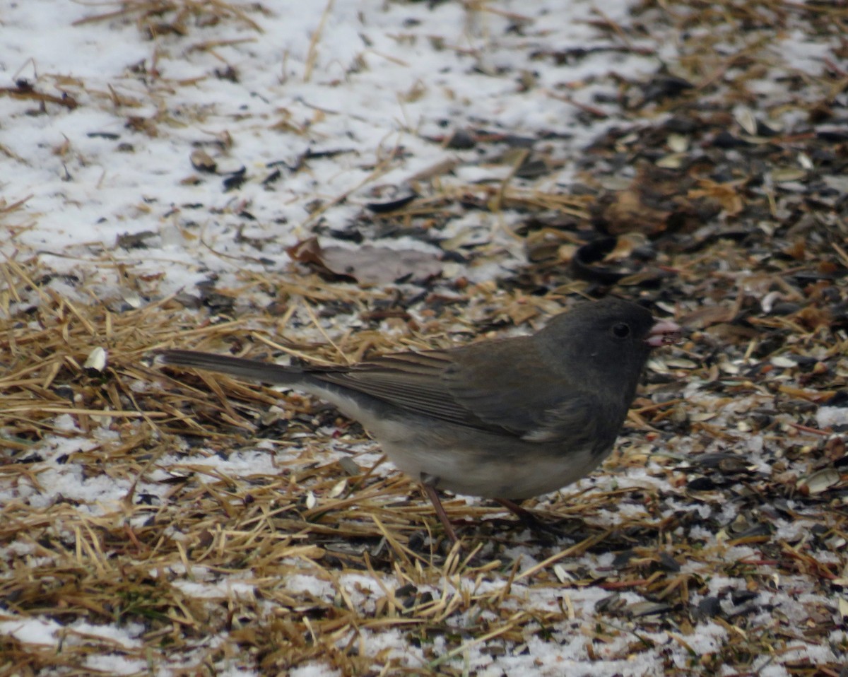 Dark-eyed Junco (Slate-colored) - ML614902375