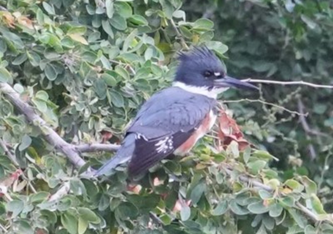 Belted Kingfisher - ML614902386