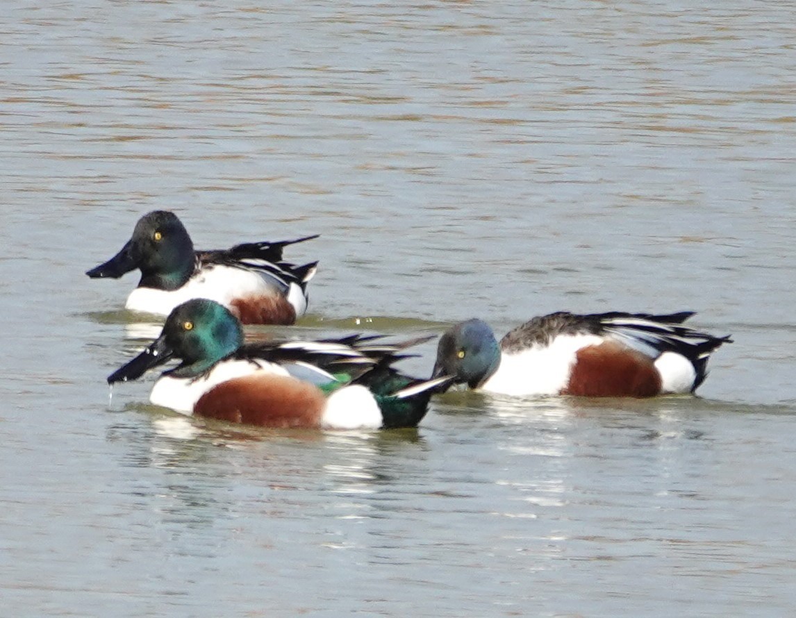 Northern Shoveler - ML614902396