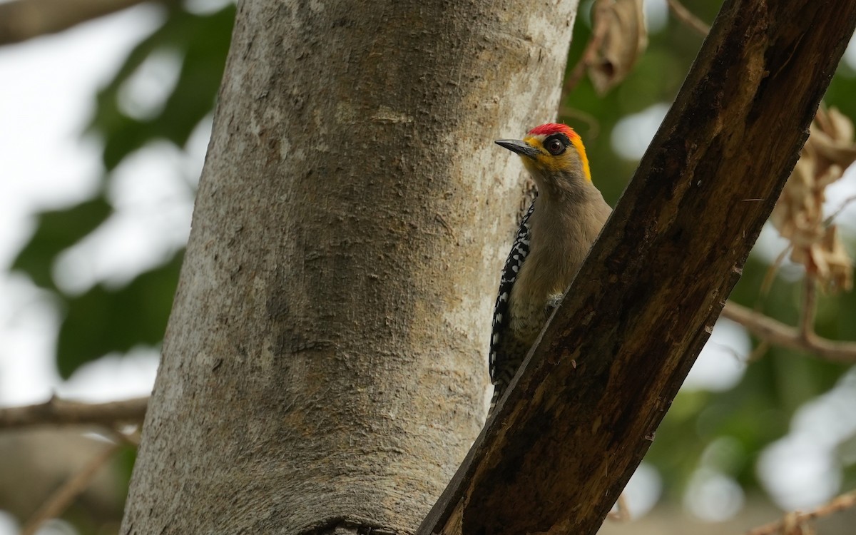 Golden-cheeked Woodpecker - ML614902402