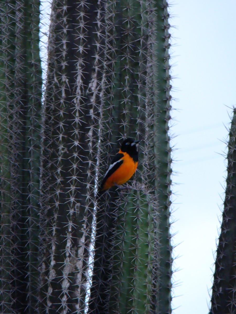 Venezuelan Troupial - ML614902466